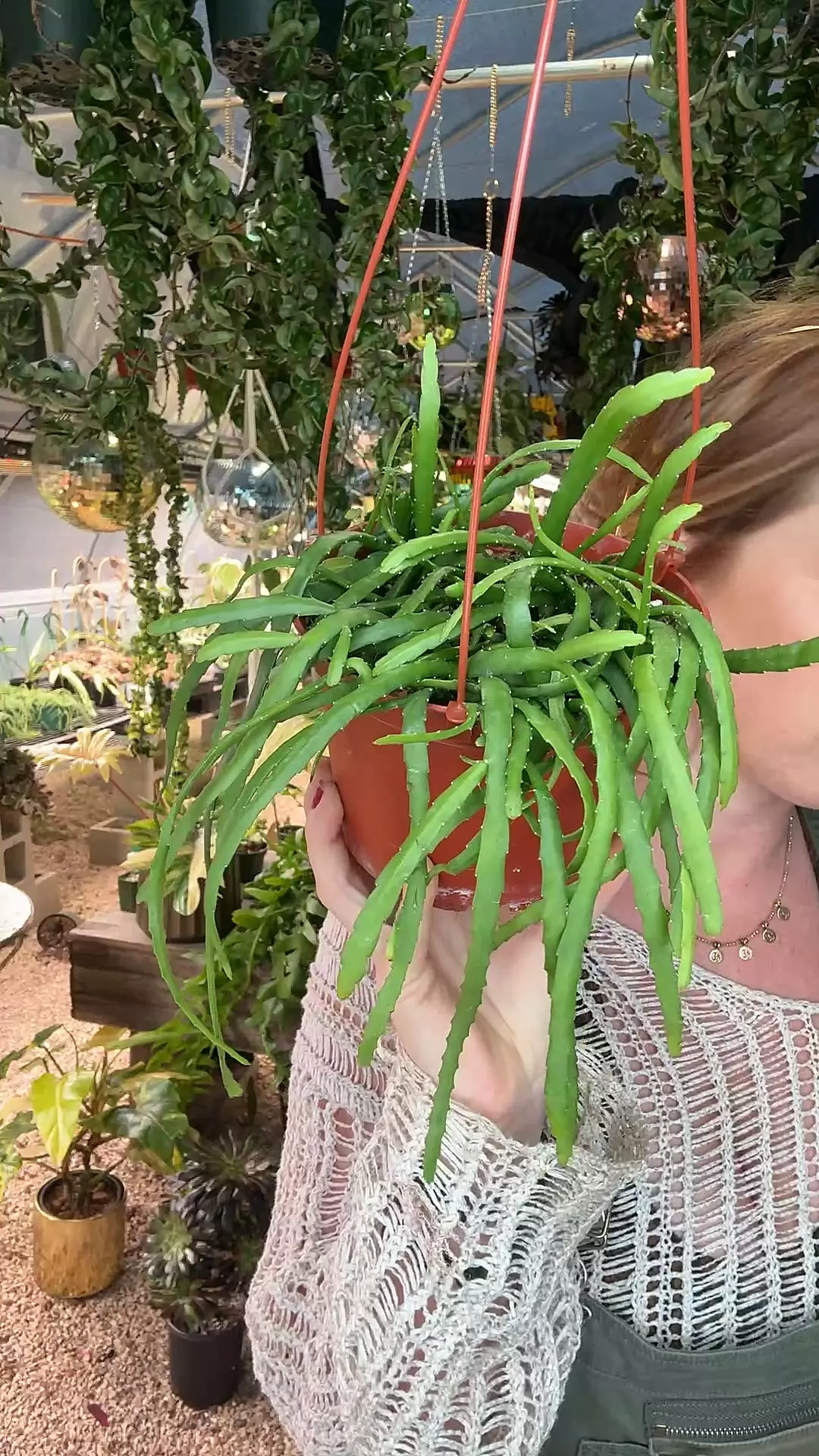 plant/6” inch Rhipsalis Boliviana-0