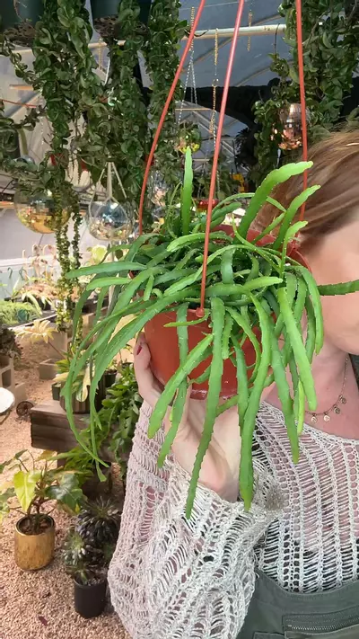 plant/6” inch Rhipsalis Boliviana-0-thumbnail