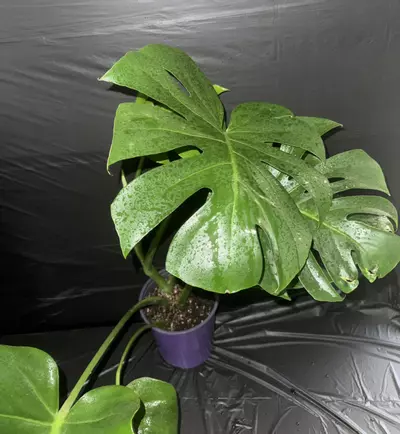 plant/Monstera Deliciosa – Fenestrated, Healthy, Established Plant-0-thumbnail