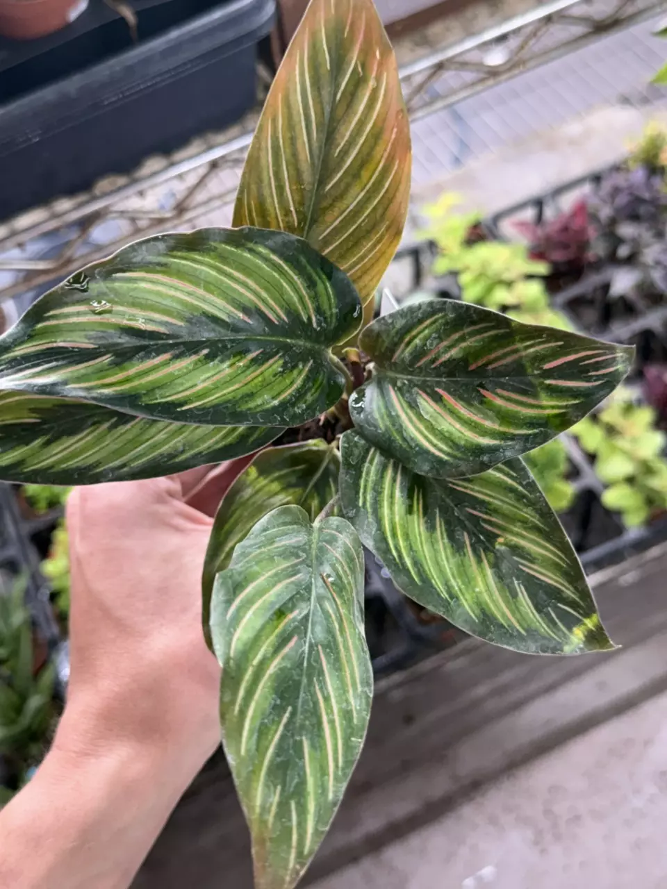 plant/p1290 Calathea Beauty Star 2”-0