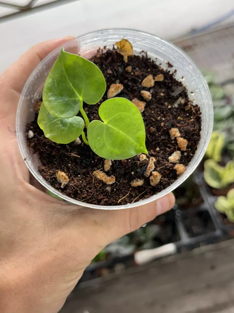 plant/p1296 Anthurium Clarinurvium x Sulanjana King Hybrid 4”-0