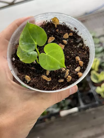 plant/p1296 Anthurium Clarinurvium x Sulanjana King Hybrid 4”-0-thumbnail