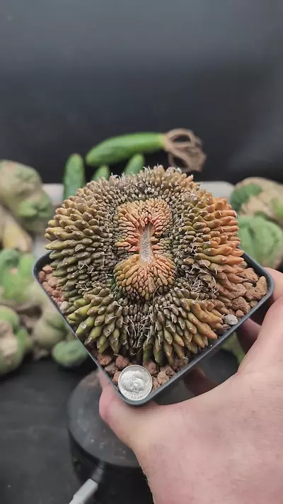 plant/p367 cresty donut 🍩 Gymno 4" pot-0-thumbnail