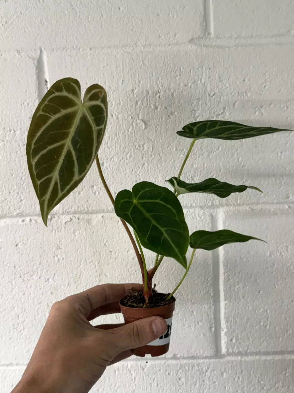 plant/p1291 Regal Hybrid 2”-0