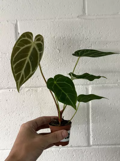 plant/p1291 Regal Hybrid 2”-0-thumbnail