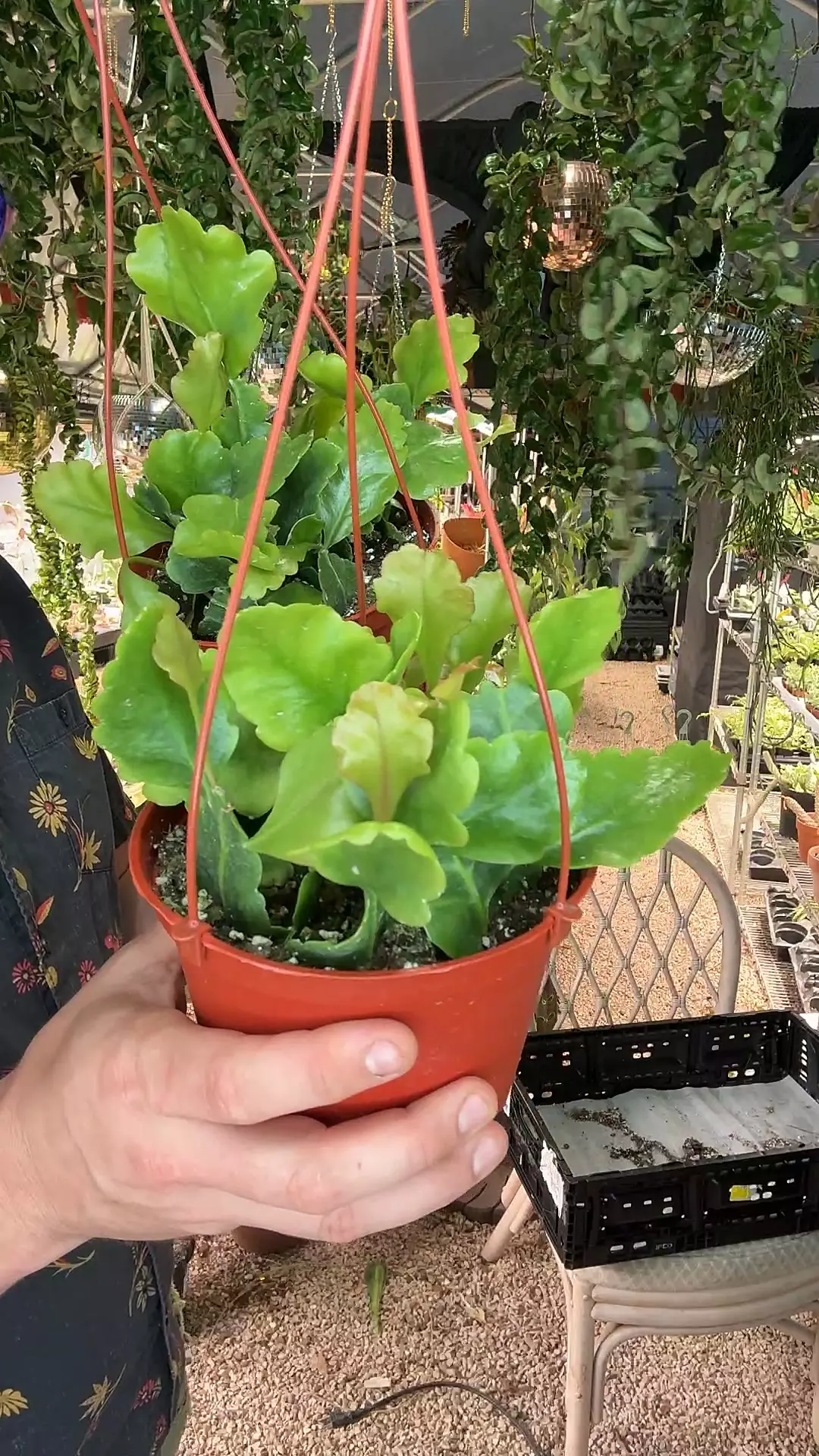 plant/6 inch Oblonga Rhipsalis-0