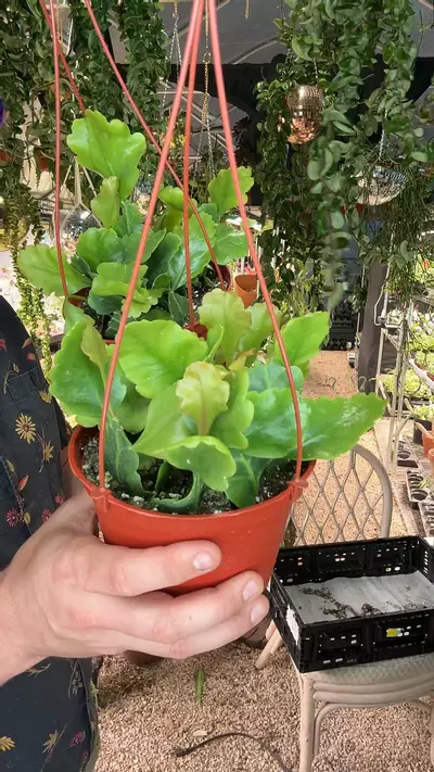 plant/6 inch Oblonga Rhipsalis-0-thumbnail