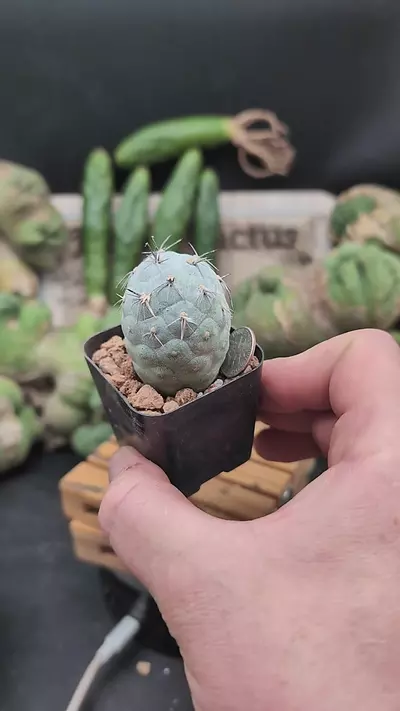 plant/p360 Tephro geo ball 2" Pot-0-thumbnail