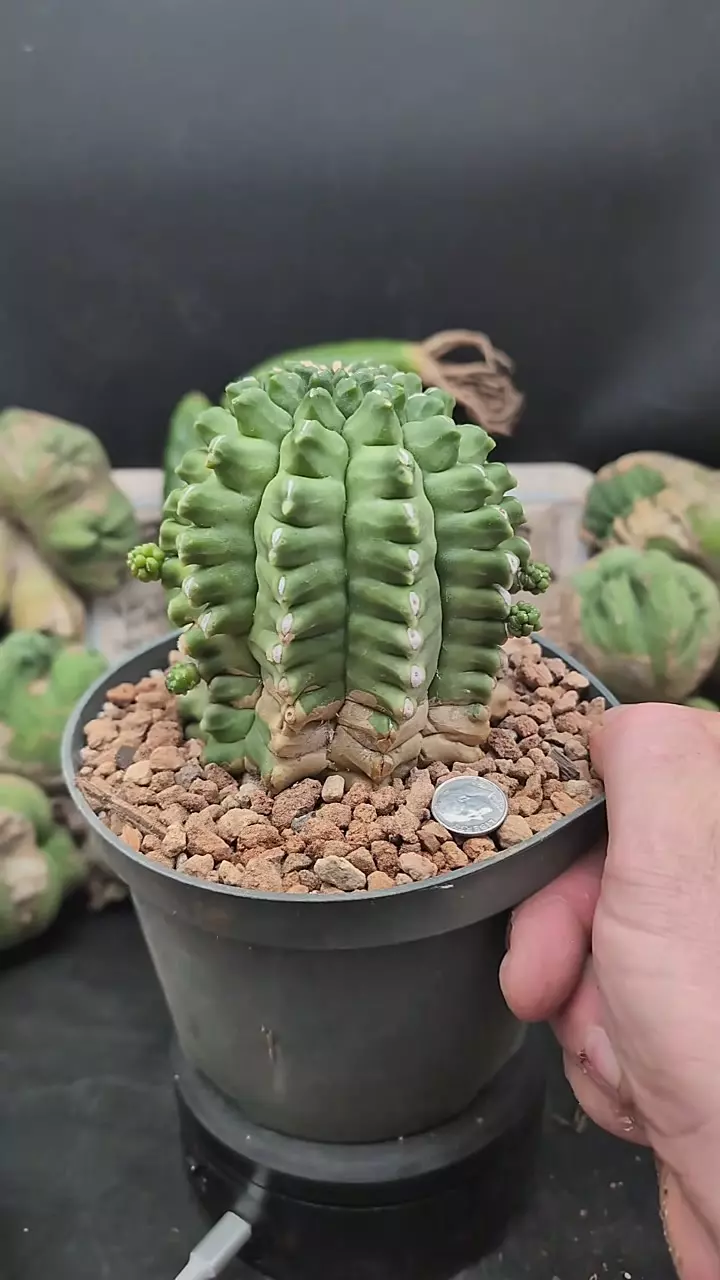 plant/p364 rocket 🚀 Gymno 6" pot-0