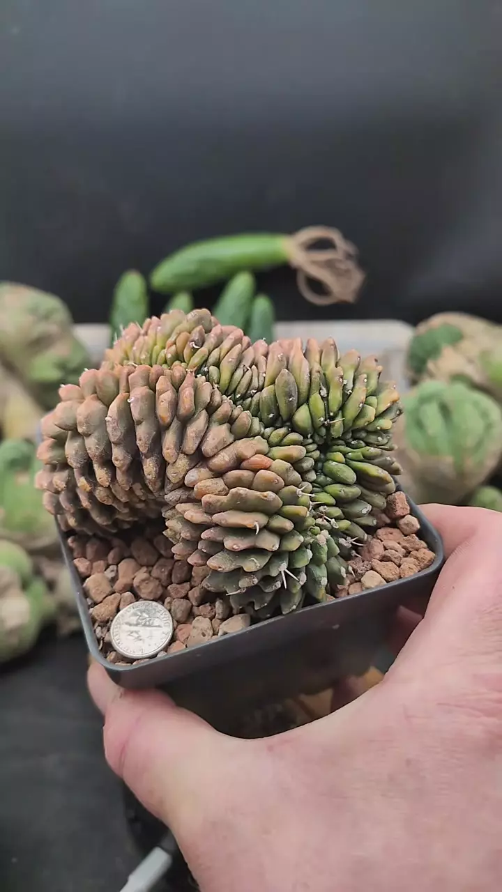 plant/p368 big cresty Gymno 4" pot-0