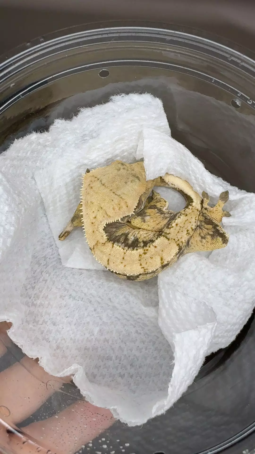 plant/kaidax acenpv-0