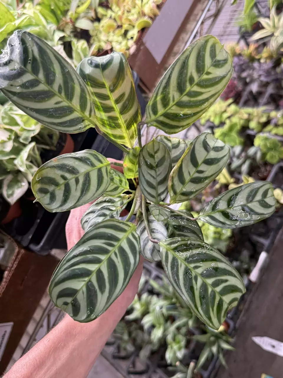 plant/p1298 Calathea Burle Marx 2” (large)-0