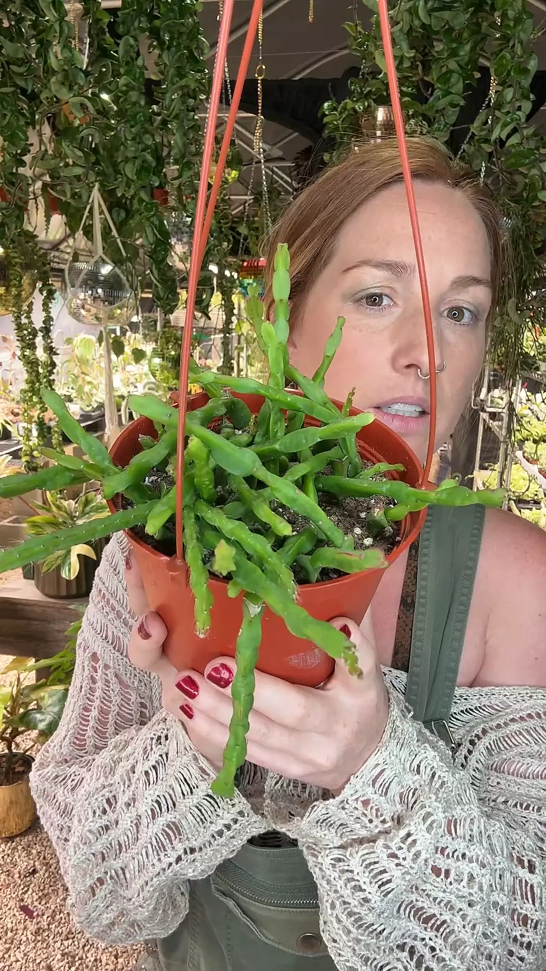 plant/6 inch Rhipsalis Paradoxa-0
