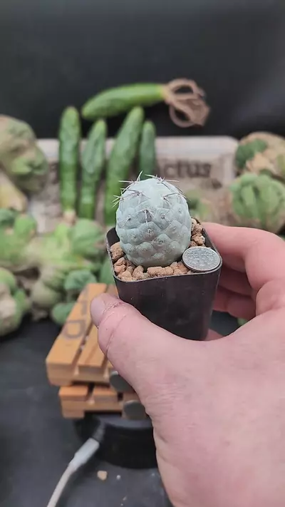 plant/p361 Tephro geo 2" pot-0-thumbnail