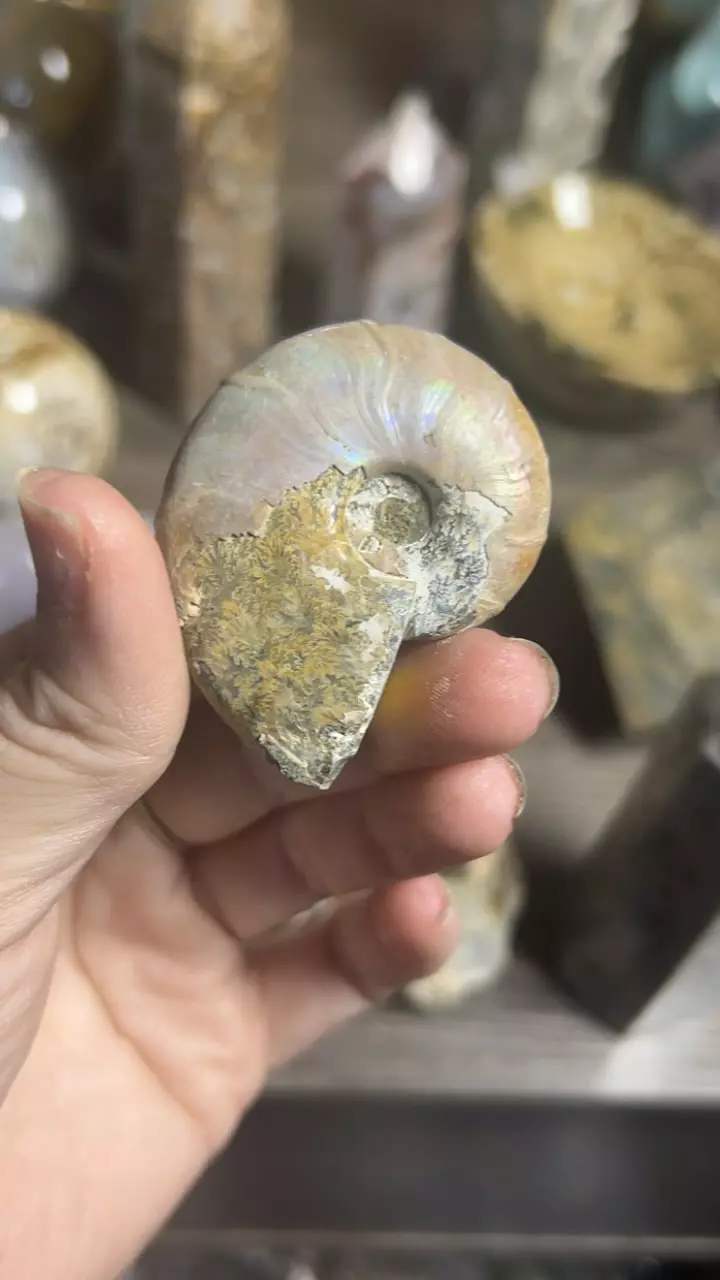 plant/Opalescent Ammonite-0