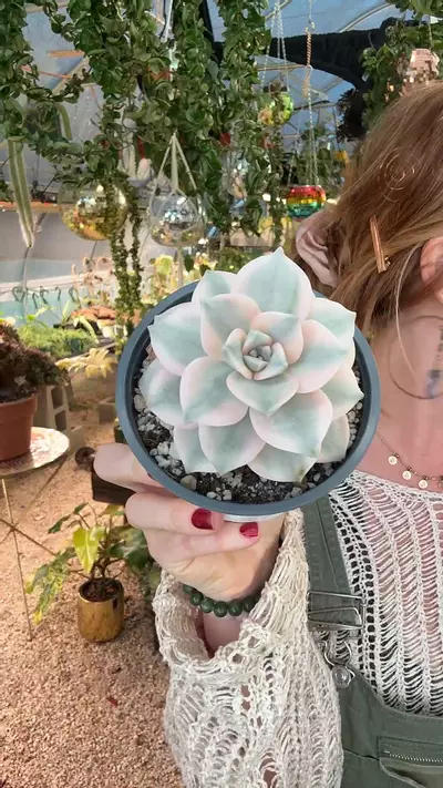 plant/Echiveria Purple delight: lovers choice-0-thumbnail