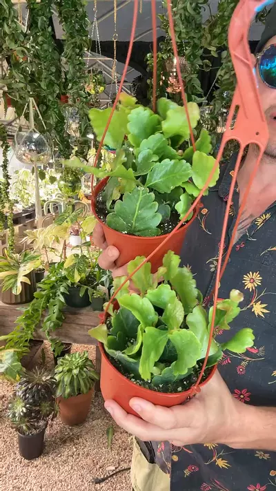 plant/6 inch Rhipsalis Oblonga-0-thumbnail