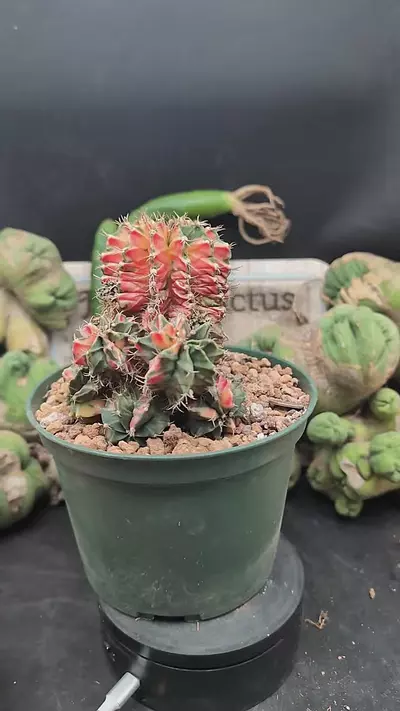 plant/p365 big vari gymno with pups, 6" pot-0-thumbnail