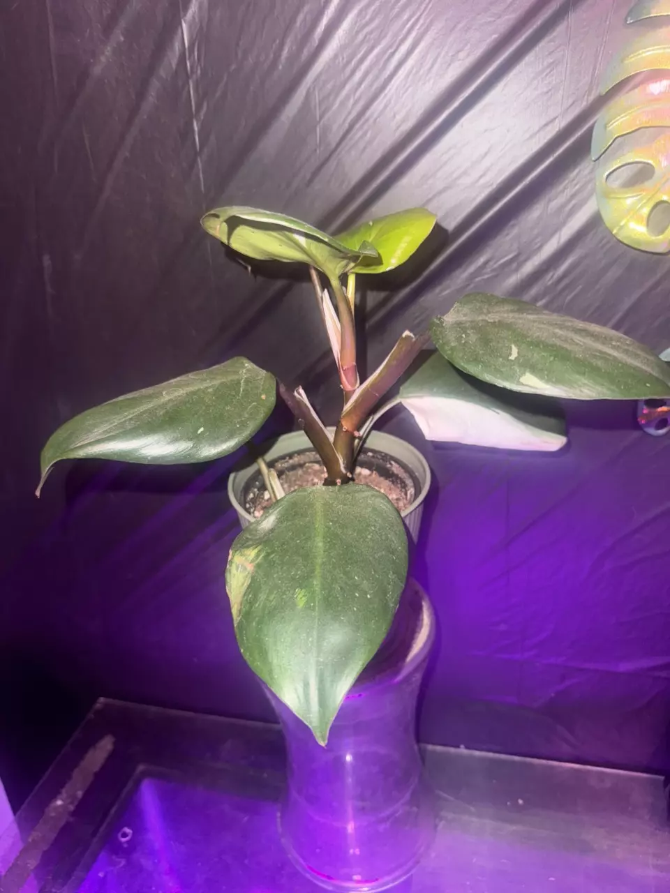 plant/⚔️Philodendron White Knight – Established & Actively Growing-0