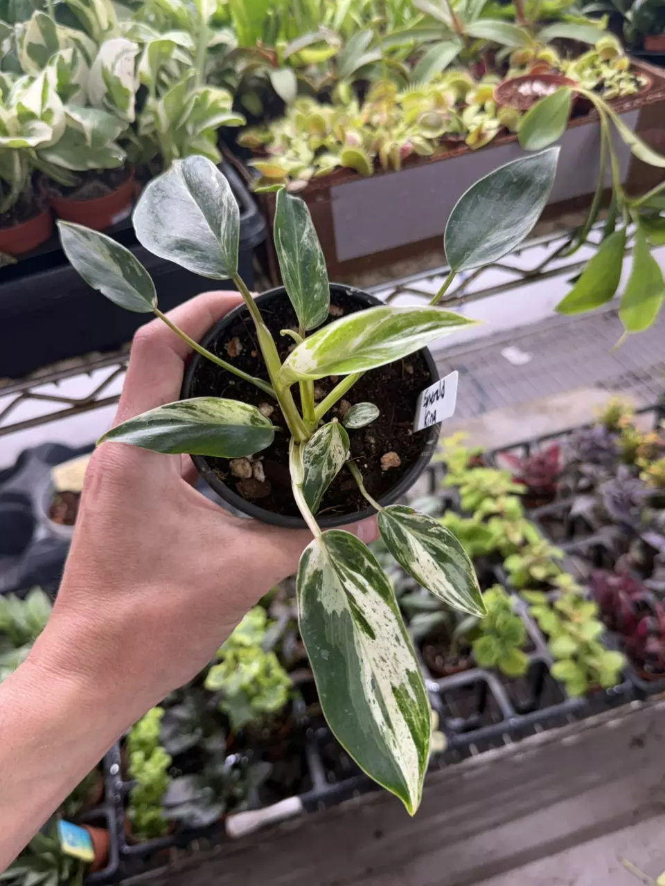 plant/p1251 Philodendron Emerald King 4”-0