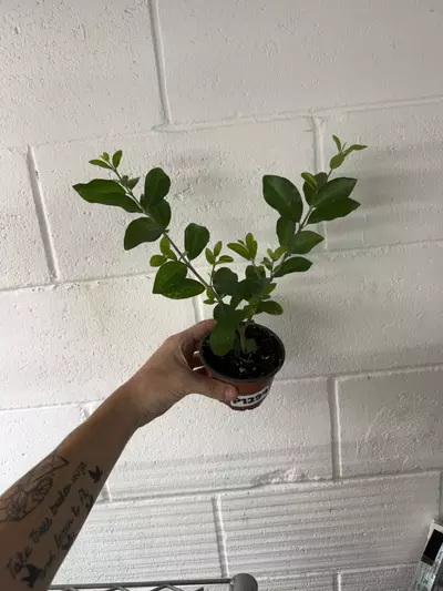 plant/p1294 Barbados Cherry Tree 4”-0-thumbnail