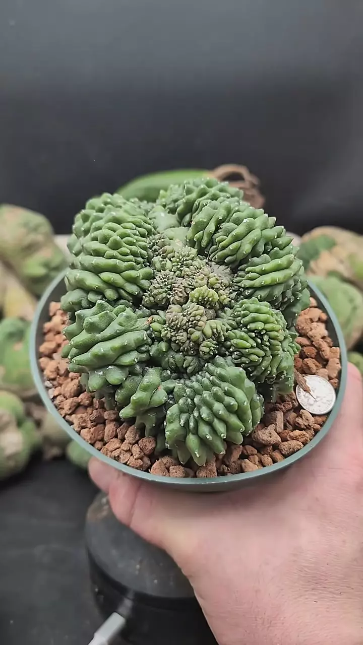 plant/p366 huge inermis Gymno 6" pot-0