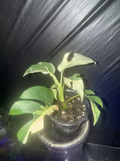 plant/🌿 Variegated Mini Monstera – Established Juvenile-0-thumbnail