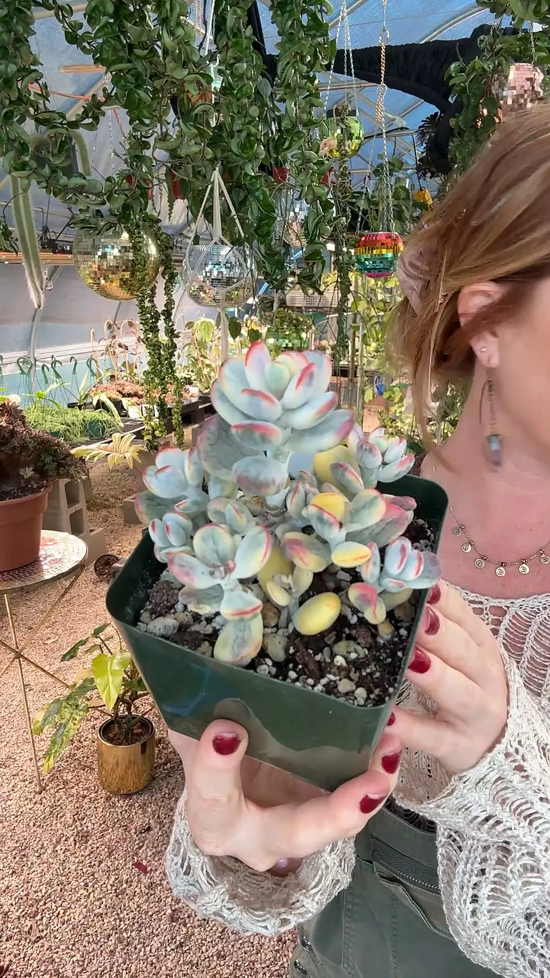 plant/8364: Cotelydon-0