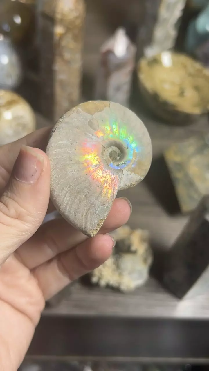 plant/Opalescent Ammonite-0