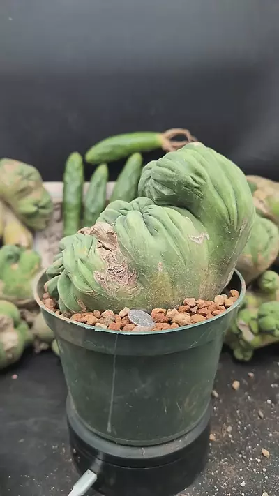 plant/p319 mutant Echinopsis cv tbm 3.0 6" pot-0-thumbnail