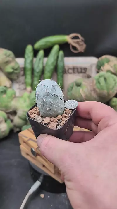 plant/p359 Tephro geo 2" pot-0-thumbnail