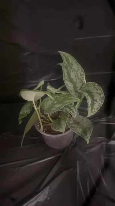 plant/pothos-0-thumbnail