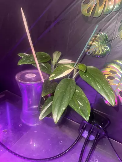 plant/Beautiful Monstera Cobra-0-thumbnail