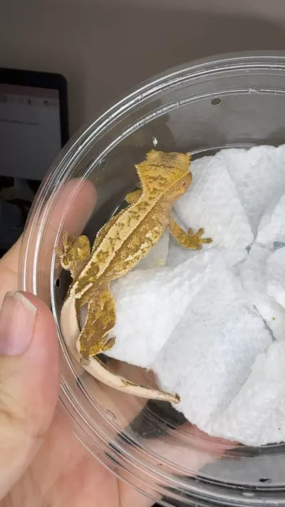 plant/mpcinA-0-thumbnail