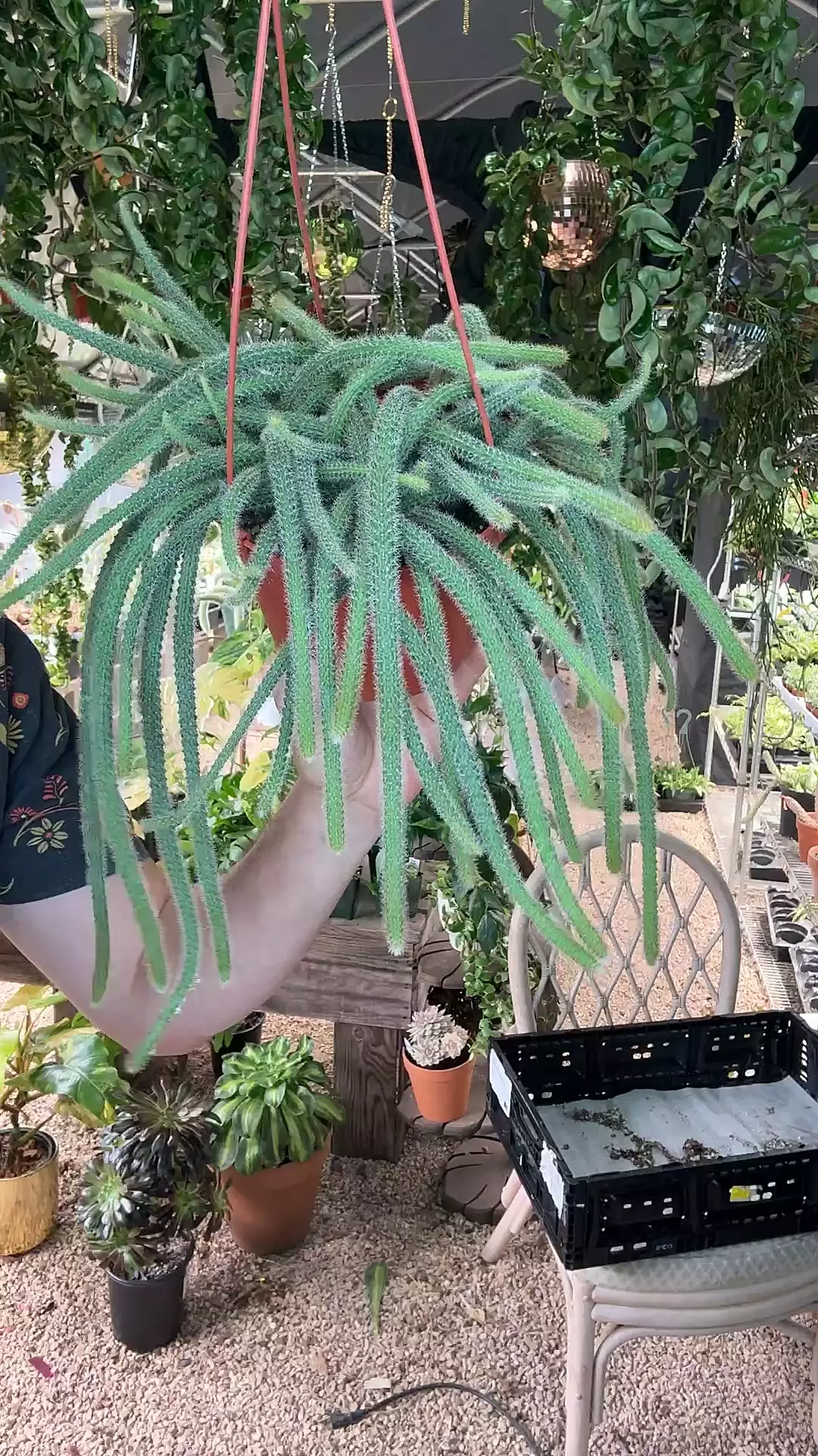 plant/6 inch Rat Tail-0