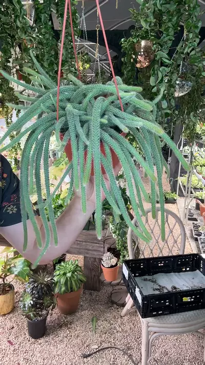 plant/6 inch Rat Tail-0-thumbnail