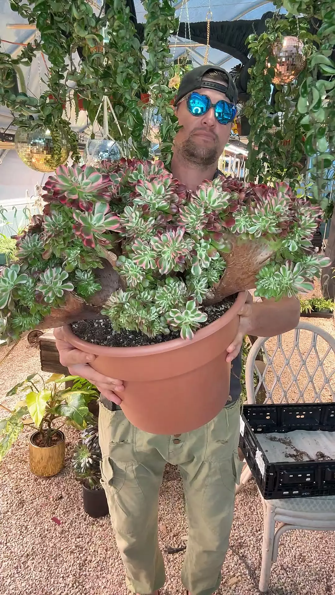 plant/Gigantice Divine Delight-0