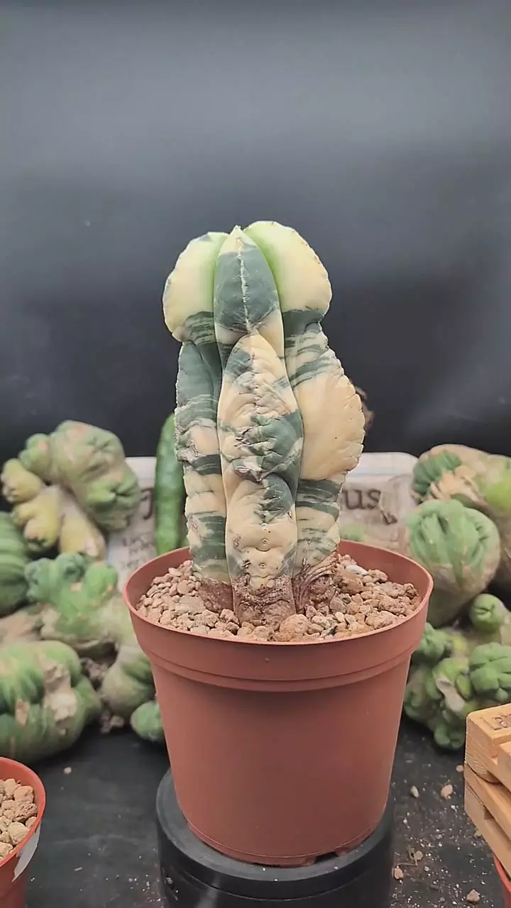 plant/p374 tall, 9", vari Astro myrio-0