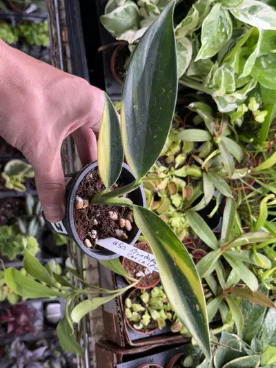 plant/p1292 Scindapsus coriaceus variegated-0-thumbnail