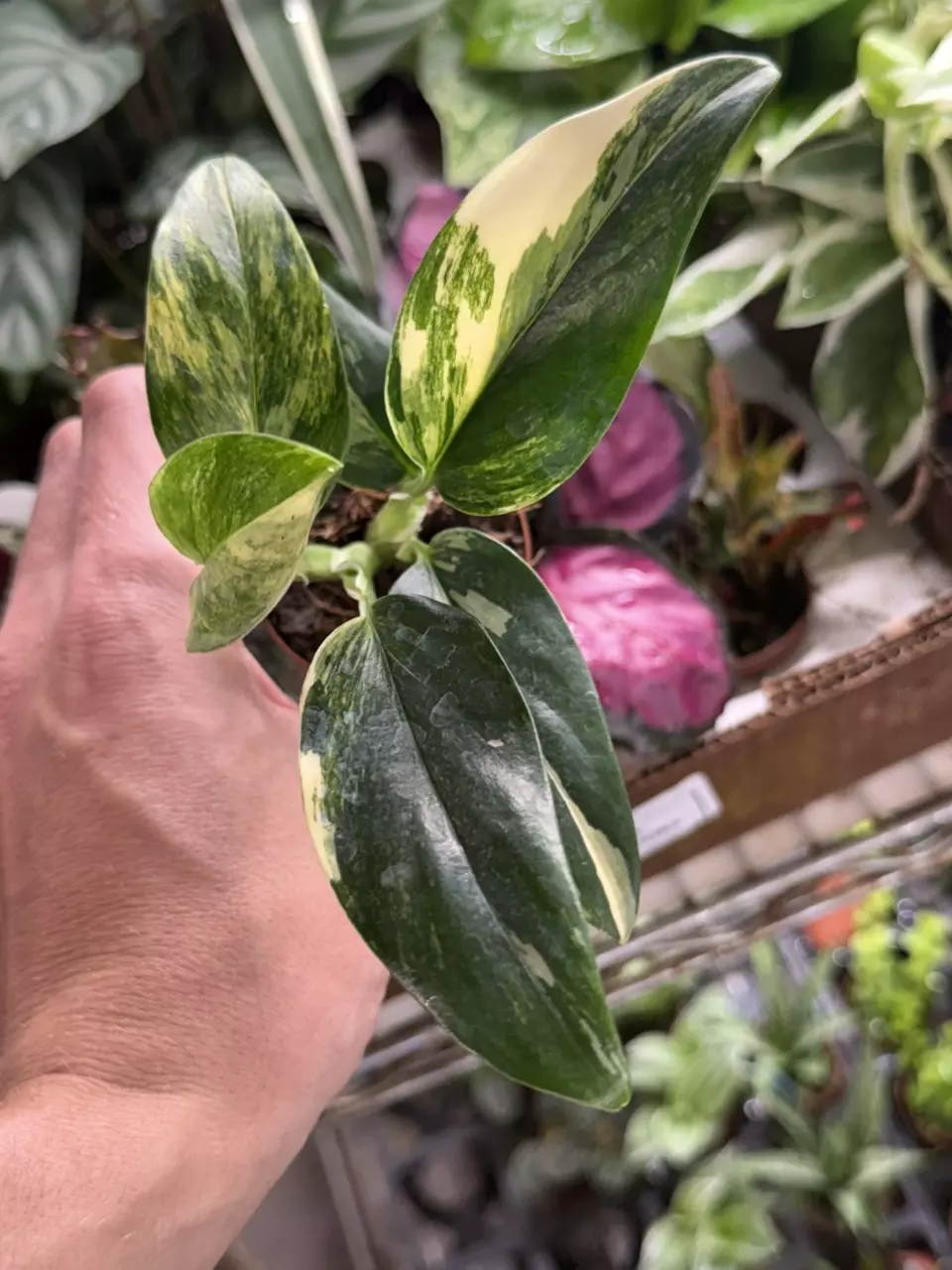 plant/p1297 Monstera Standleyana Albo 2”-0