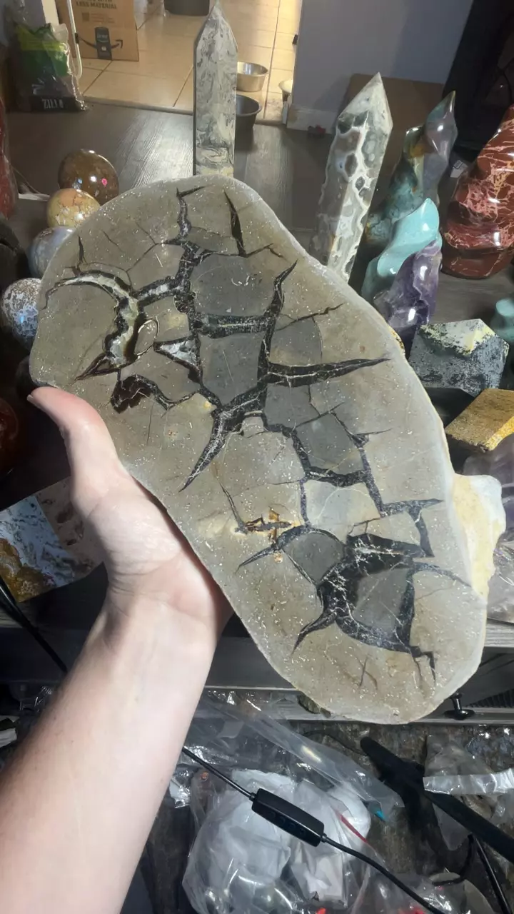 plant/Septarian Slab-0