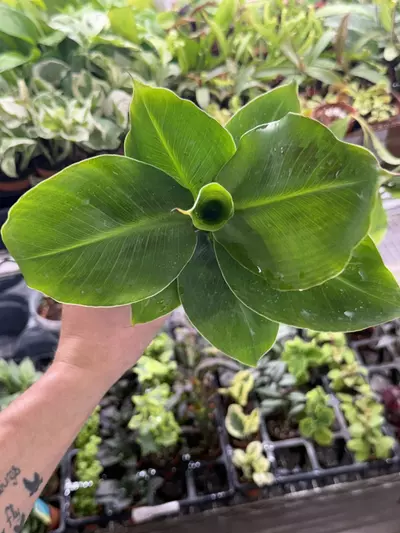 plant/p1293 Truly Tiny Banana 4”-0-thumbnail