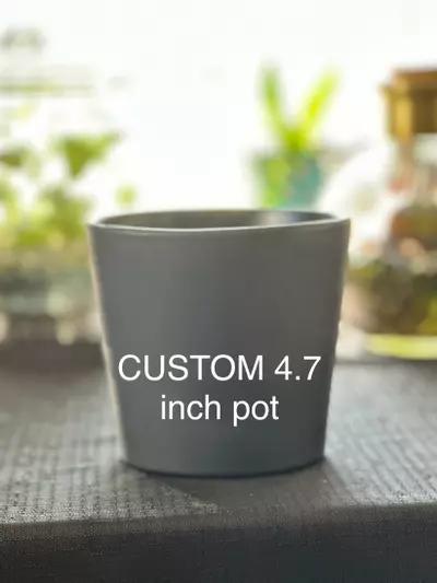 plant/CUSTOM 4.7 inch pot-0-thumbnail