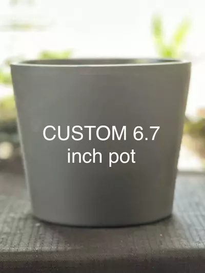 plant/CUSTOM 6.7 inch pot-0-thumbnail