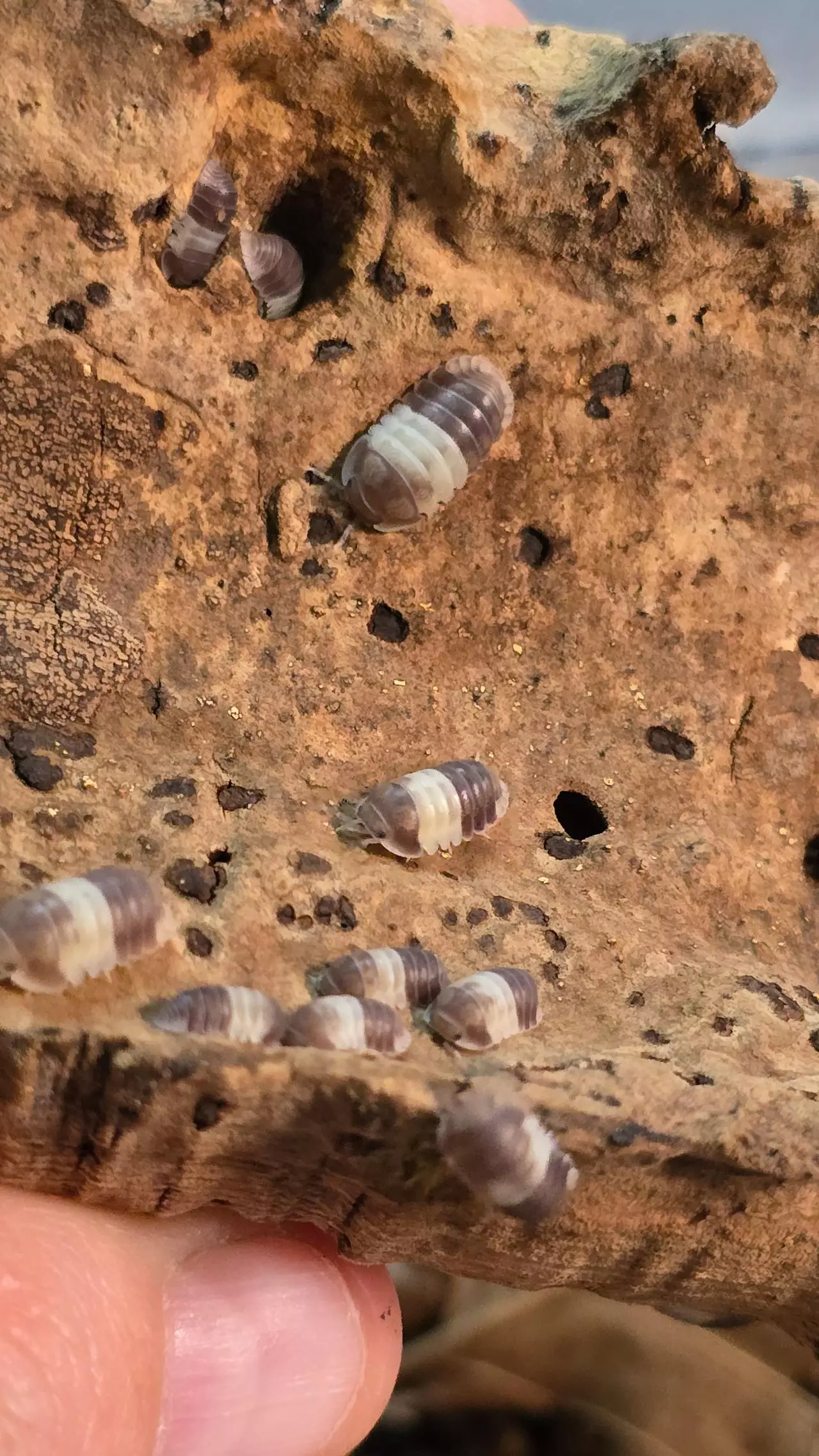 plant/"Panda King" Cubaris sp. (10 Count)-2