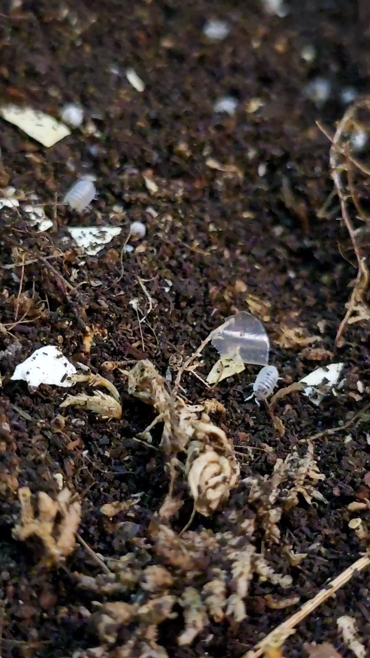 plant/"Dwarf Dalmatian" Verizillo parvus (15+ count)-0