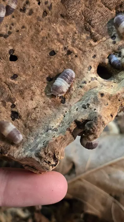 plant/"Panda King" Cubaris sp. (10 Count)-1-thumbnail