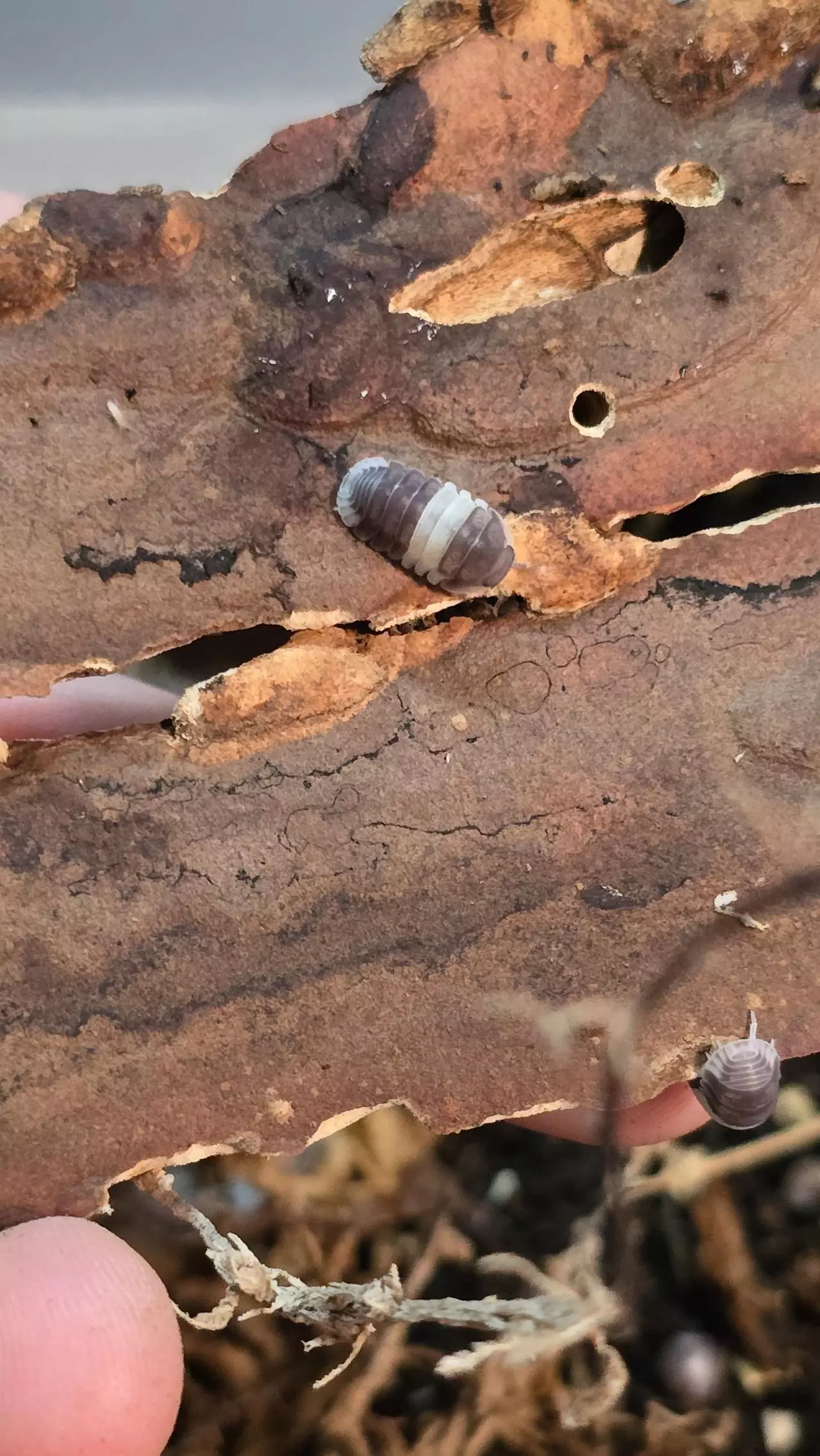 plant/"Panda King" Cubaris sp. (10 Count)-0