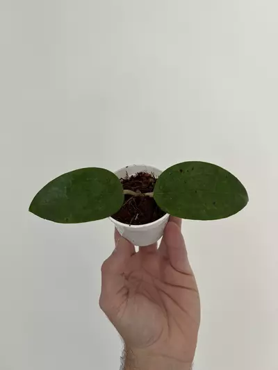 plant/Hoya NOID • 2” pot-0-thumbnail