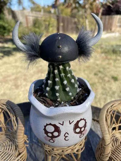 plant/Viking Helm for Cacti/Plants (appx 4” wide, appx 1.5” tall - plant not included)-0-thumbnail